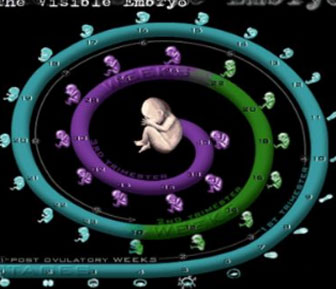 رائد فضاء في مخبأ