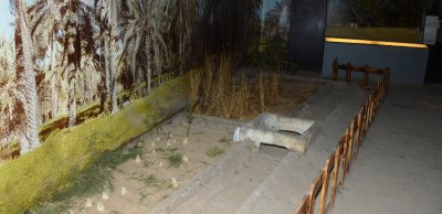 Summer School of Earth and Environmental Sciences 